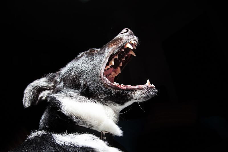 How To Stop A Dog From Growling