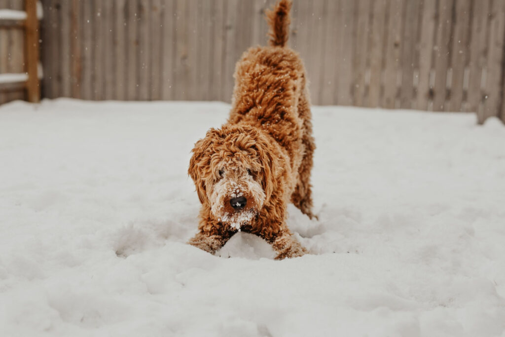 How To Potty Train A Puppy In The Winter 8 TIPS That You