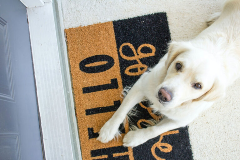 How To Stop Dog From Running Out The Door Dogs Training Tips