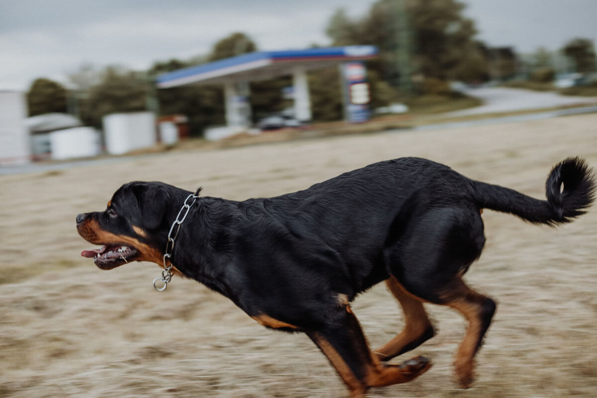 Redirected Aggression In Dogs