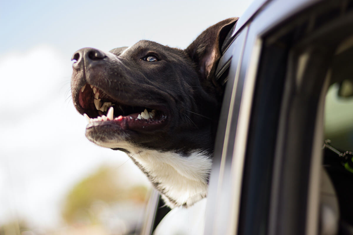 How To Calm An Excited Dog In The Car