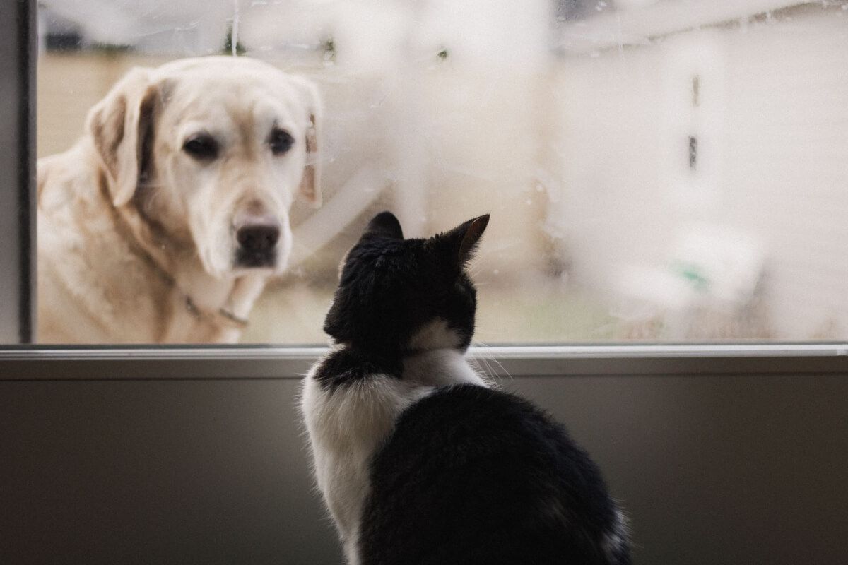How To Stop Dog Barking At Cat