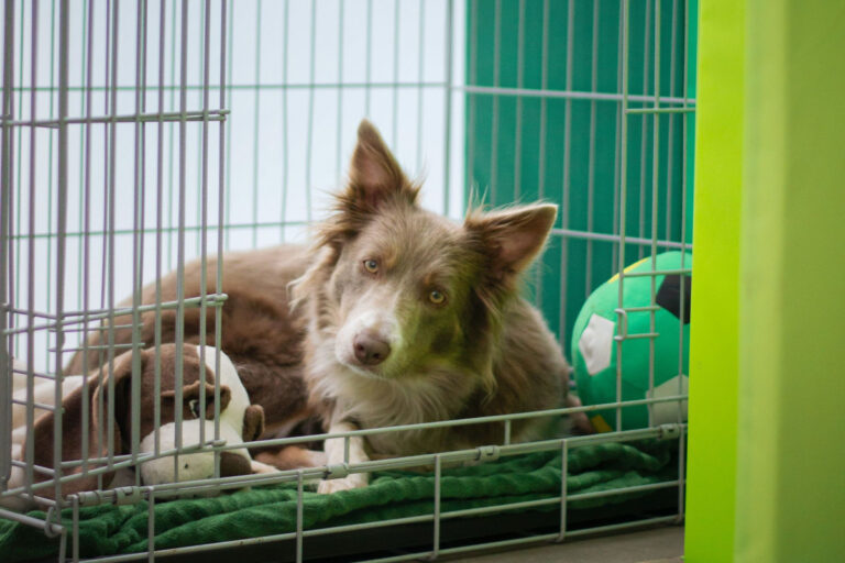 How To Stop Dog Barking In Crate At Night Dogs Training Tips