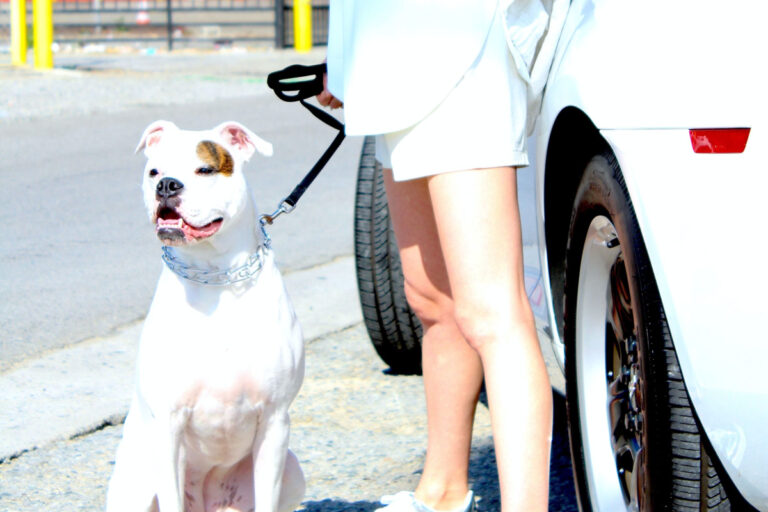 How To Stop Dog From Chasing Cars Dogs Training Tips