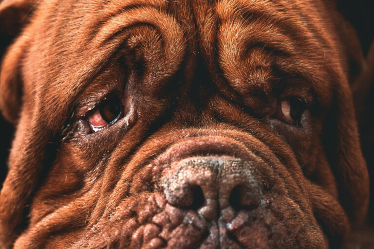 Why Is My Dog Crying For No Reason Dogs Training Tips