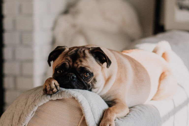 Why Does My Dog Keep Sneezing 5 REASONS WHY Dog Training Tips
