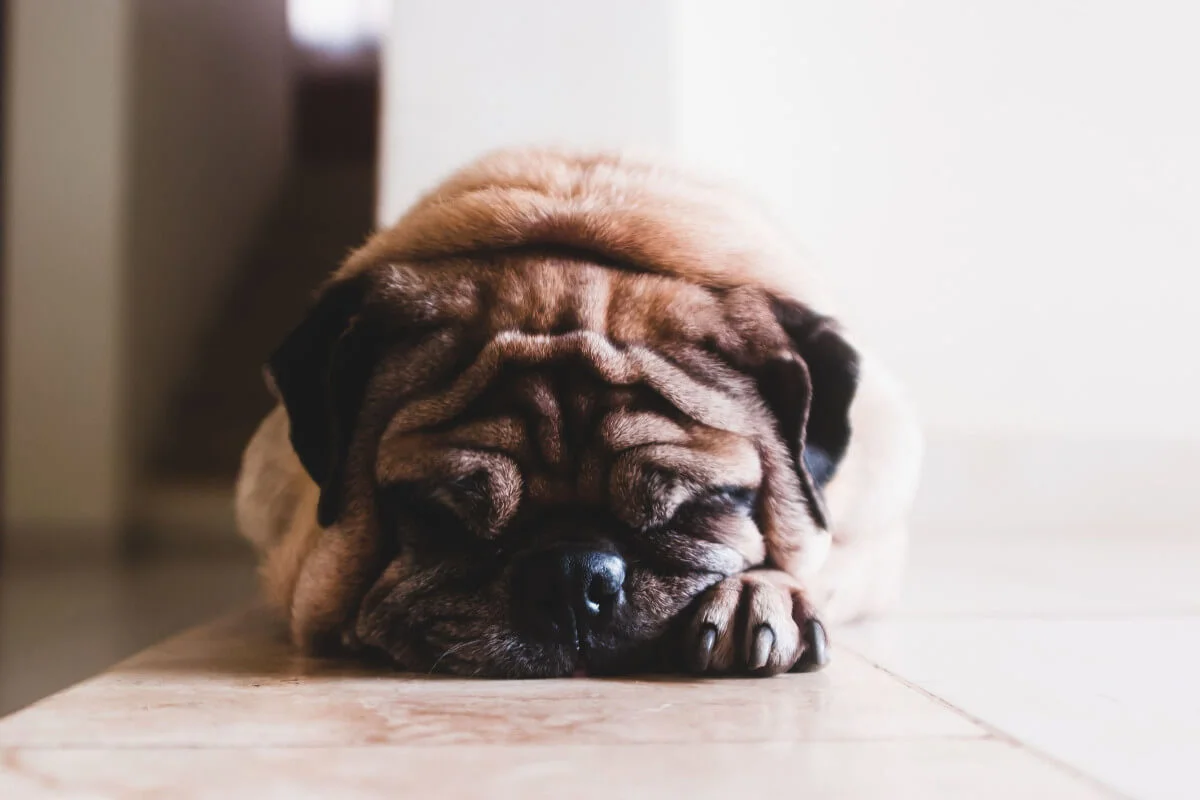 My Dog Is Acting Strange And Hiding