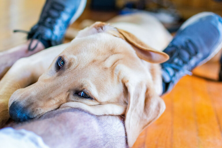 Why Do Dogs Lay At Your Feet Dogs Training Tips