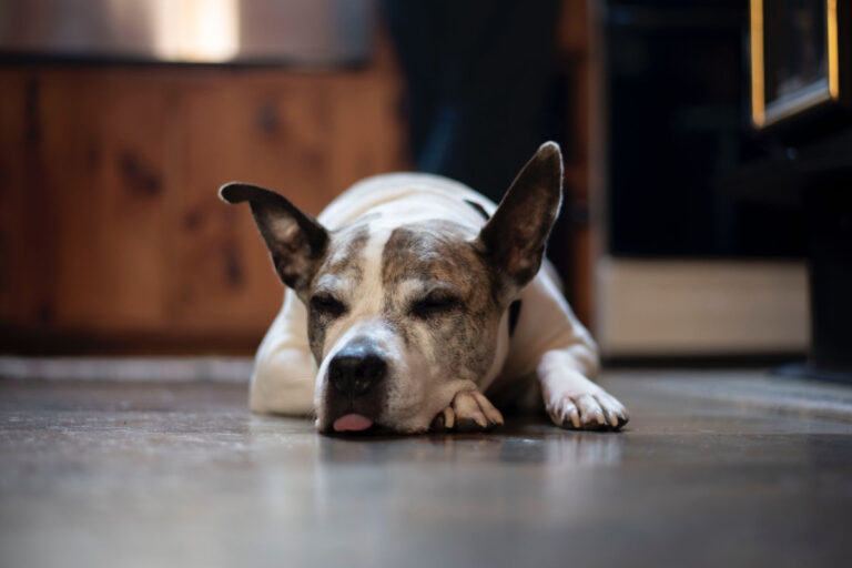 Why Is My Dog Licking The Floor Dogs Training Tips