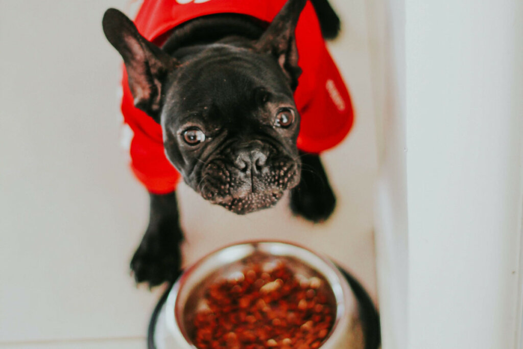 How To Make Your Dog Chew Its Food Dogs Training Tips