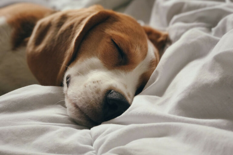 Why Does My Dog Rub His Face On My Bed 7 REASONS WHY Dog Training Tips
