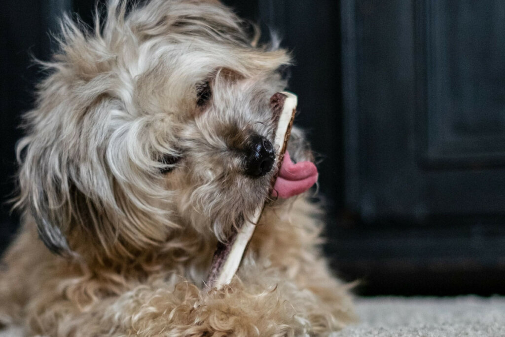 Why Do Dogs Eat Their Own Fur Dogs Training Tips