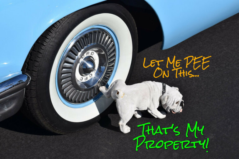 Why Do Dogs Pee On Tires Dogs Training Tips