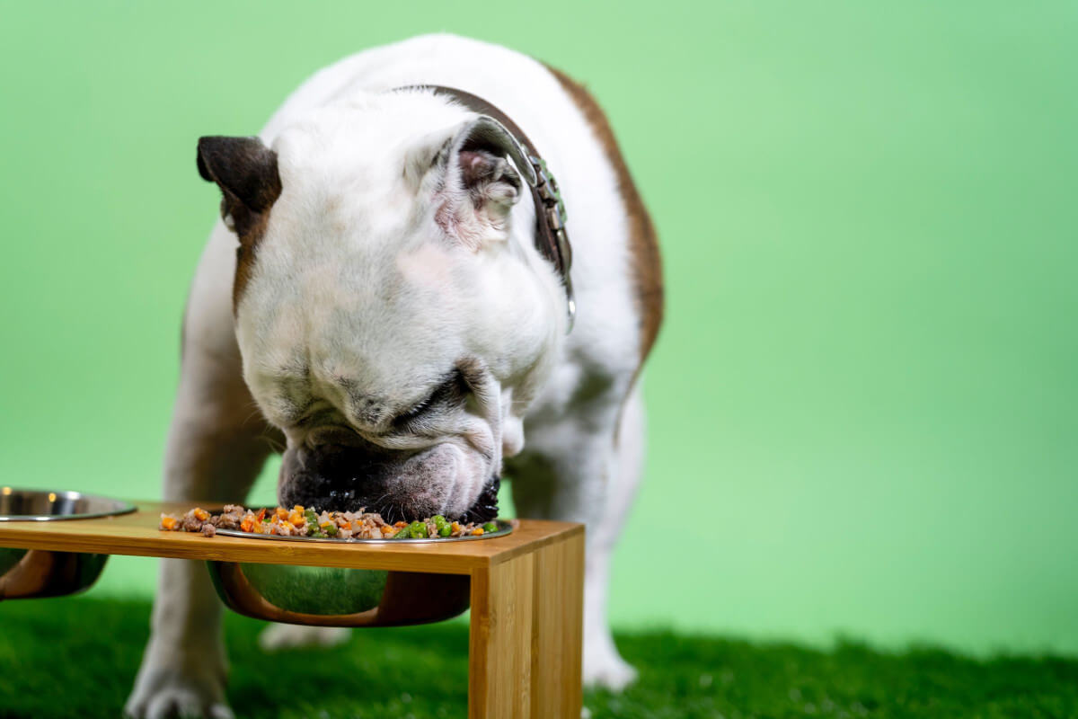 Do Dogs Get Tired of the Same Food