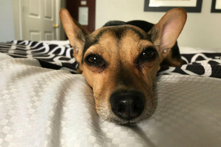 Why Do Dogs Push Things with Their Nose Dogs Training Tips