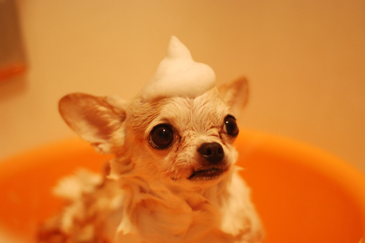 How Often Should You Bathe a Chihuahua