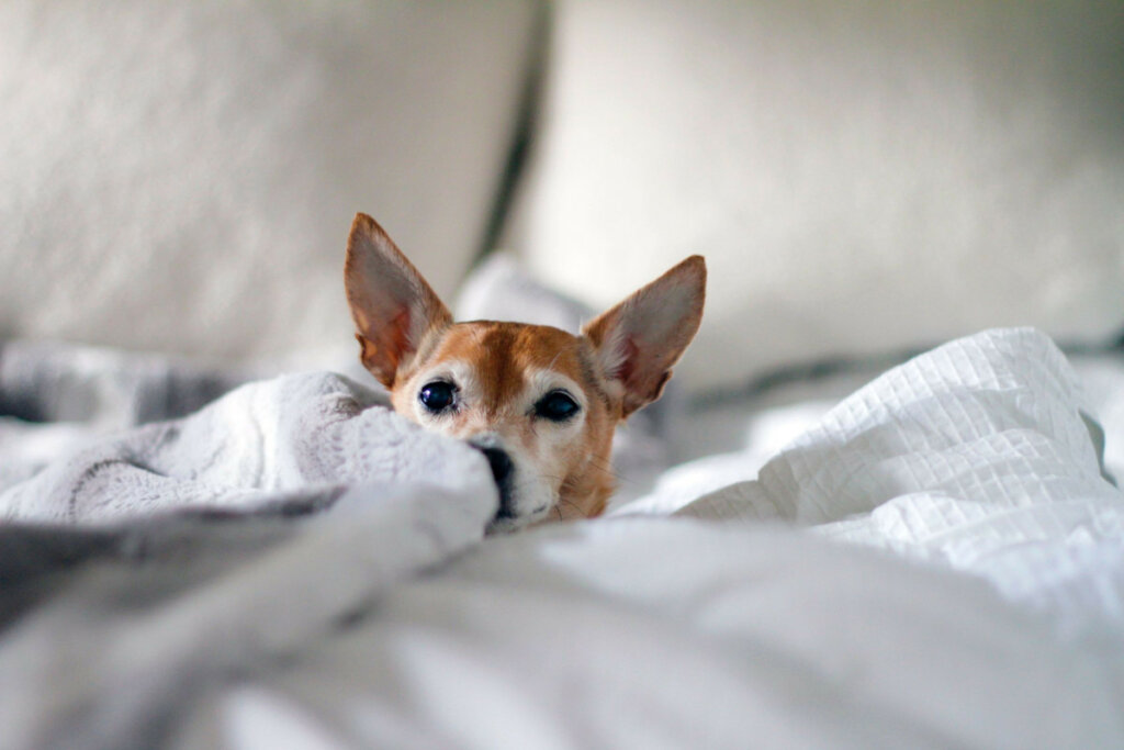 Why Do Chihuahuas Like to Burrow Dogs Training Tips