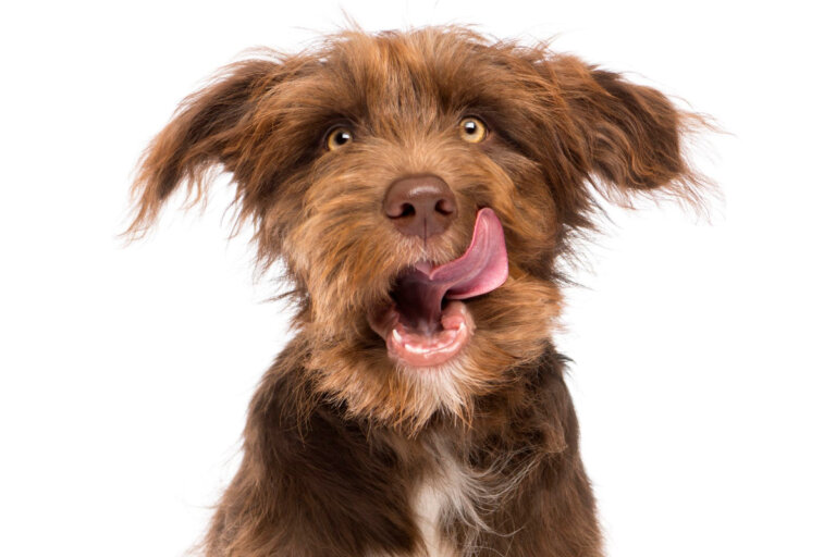 Why Does My Dog Lick the Air When I Scratch His Bum Dog Training Tips