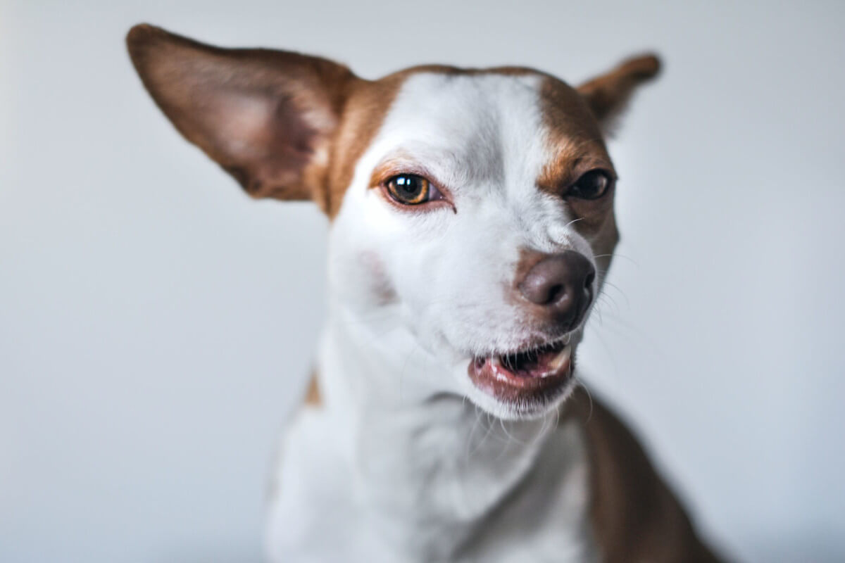 Why Are Chihuahuas So Angry All the Time