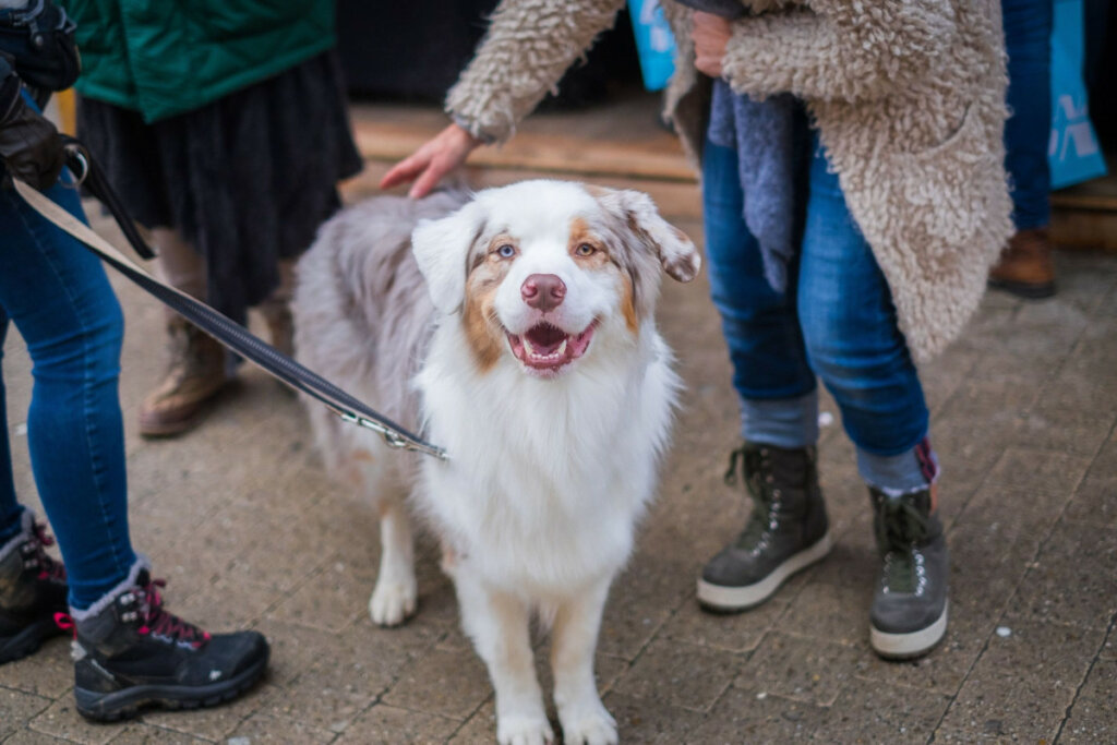 Why Do Dogs Stand Behind You Dogs Training Tips