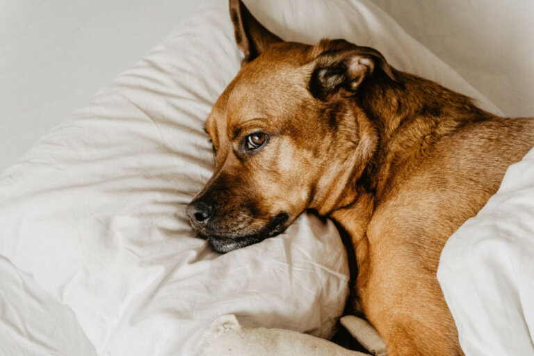 Why Does My Dog Look Away from Me When I Look at Him Dogs Training Tips
