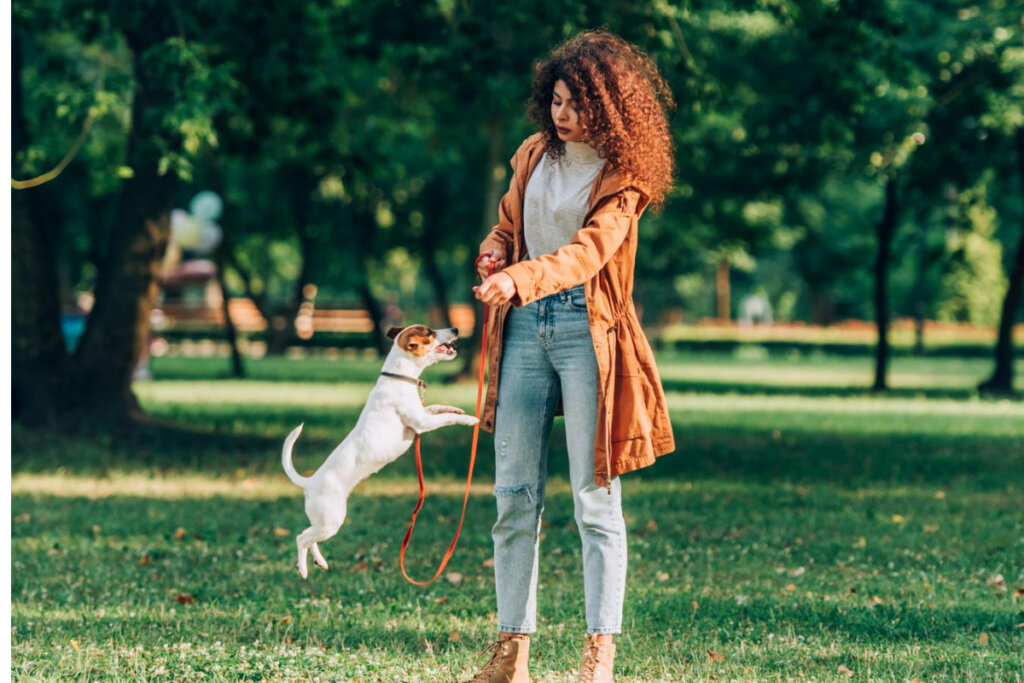 Why Does My Dog Jump On Me While Walking Dogs Training Tips