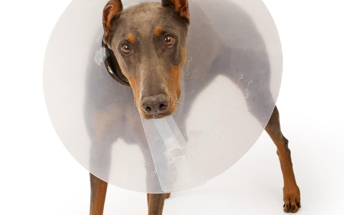 When to Take Cone Off Dog After Neuter