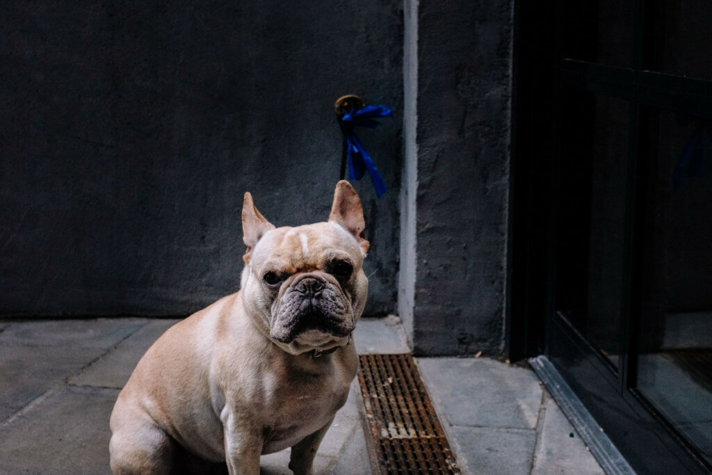 Why Is My Dog Barking At The Wall Dogs Training Tips