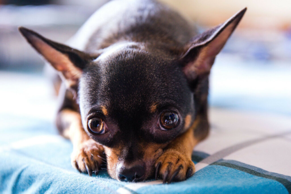 Why Do Chihuahuas Sleep With Their Ears Up Dogs Training Tips