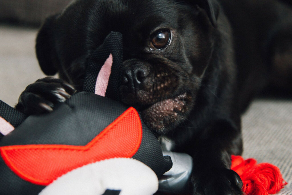 Why Does My Dog Not Like Toys Dogs Training Tips