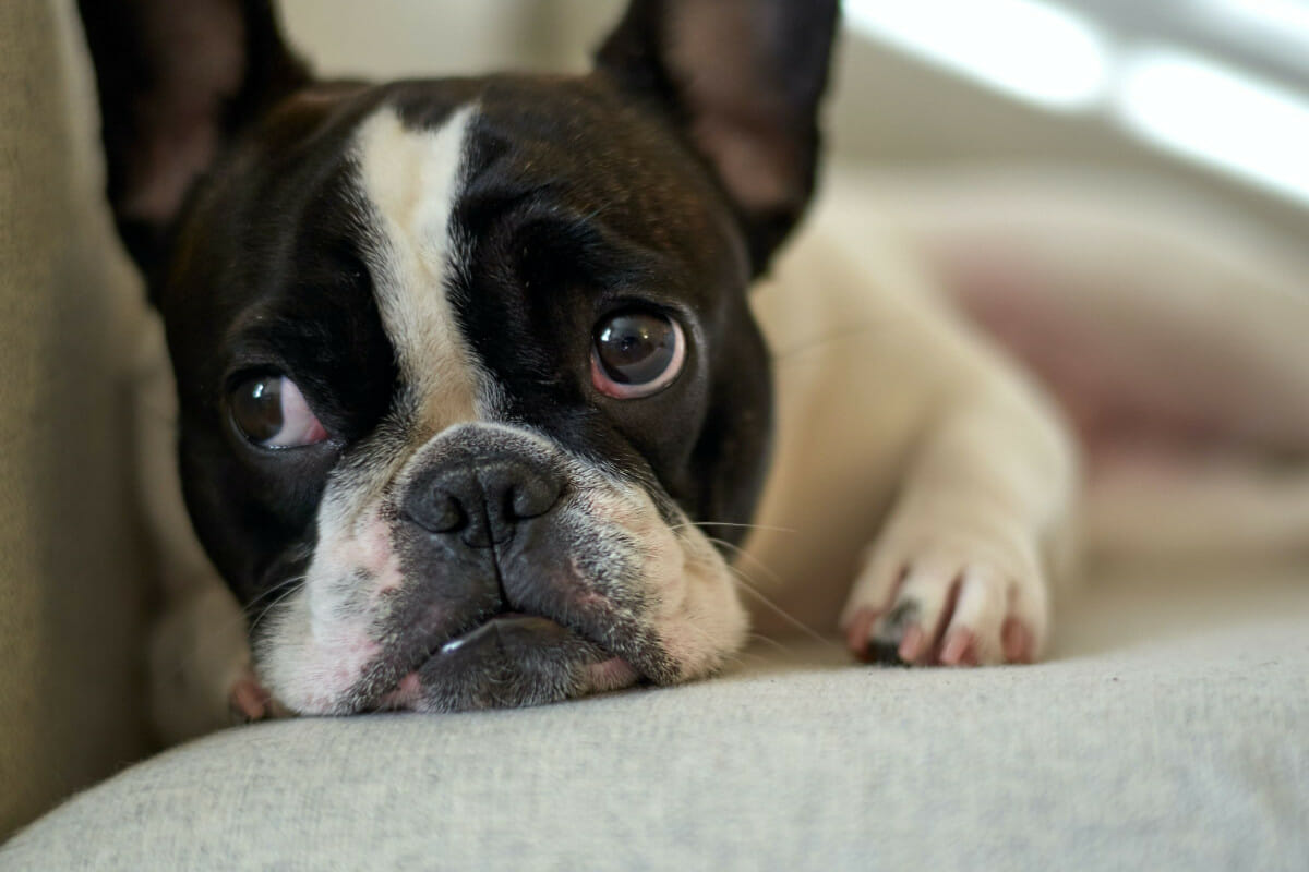 How Much Food Should A French Bulldog Eat