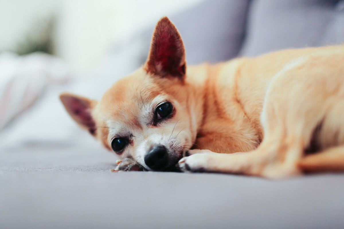 How Much Sleep Do Chihuahuas Need
