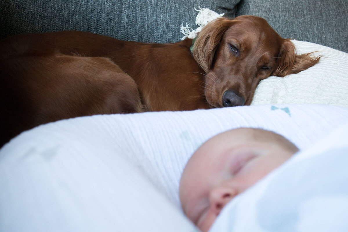 How To Introduce Reactive Dog To Baby