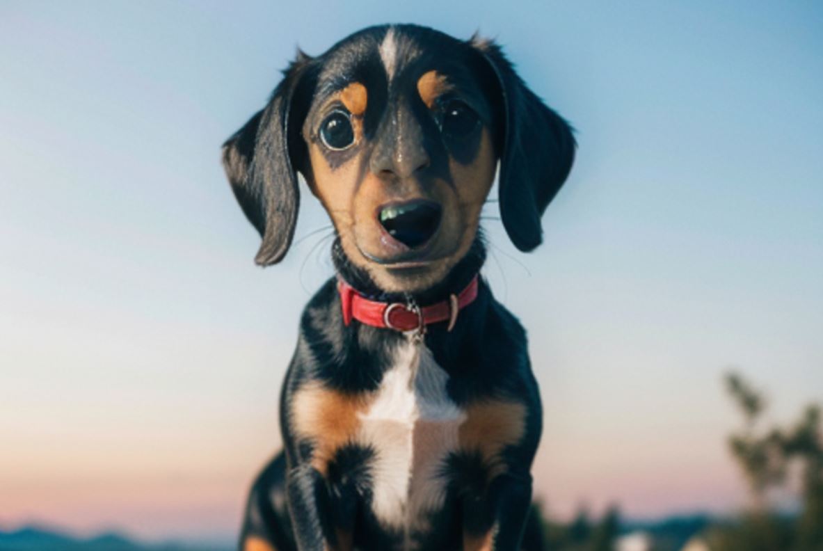 Dachshund Puppy Training Tips